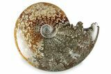 Polished Ammonite (Cleoniceras) Fossil - Madagascar #358457-1